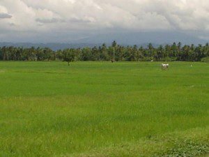 Industrial Land sale near Periyapalayam at Erukkuvoy, Aarani
